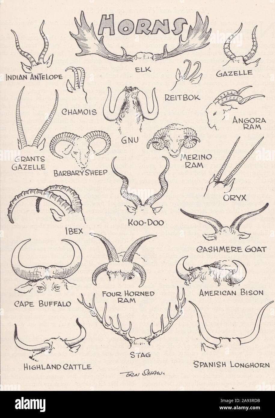 1930s-Diagramm von tierischen Hörner. Stockfoto