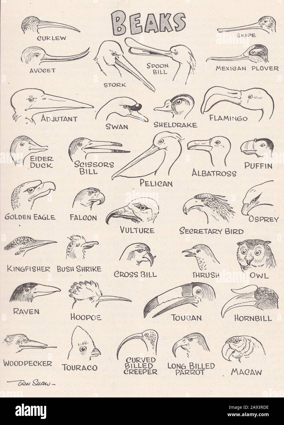 1930s-Diagramm von Tier Vogel Schnabel. Stockfoto