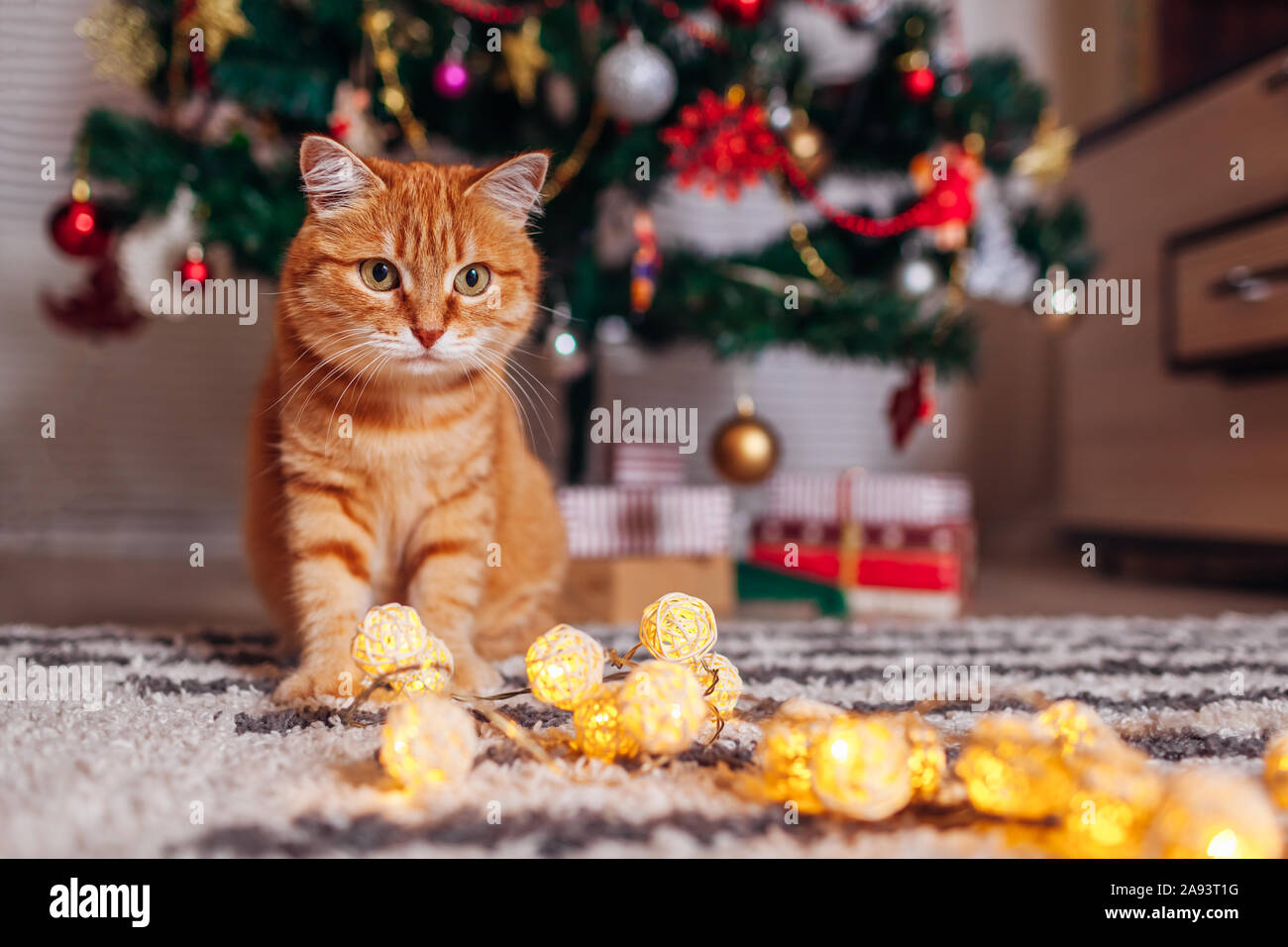 Ginger Cat spielt mit girlande unter dem Weihnachtsbaum. Weihnachten und Neujahr Konzept Stockfoto