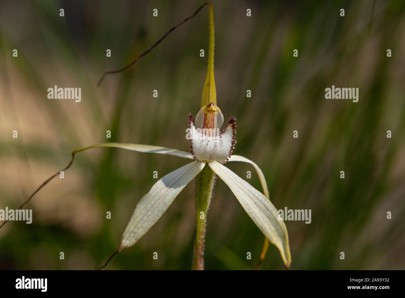 Caladenia venusta, Große weiße Spinne - Orchidee Stockfoto