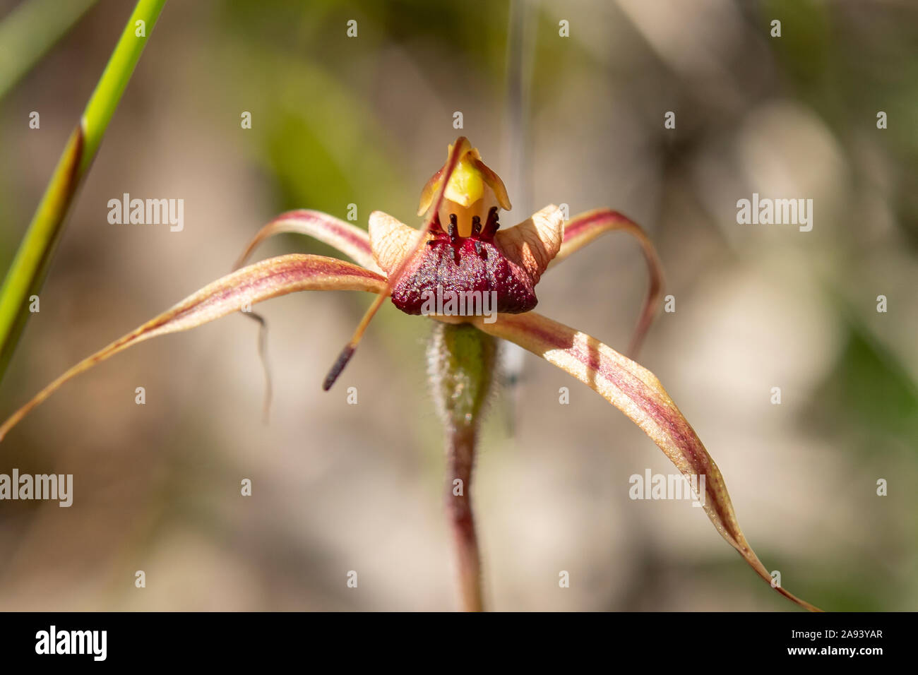 Caladenia clavigera, Plain-Lippe Spider - Orchidee Stockfoto