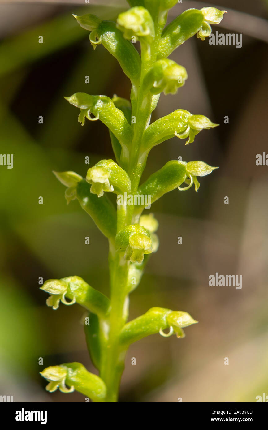 Microtis parviflora, schlanke Zwiebel-Orchidee Stockfoto