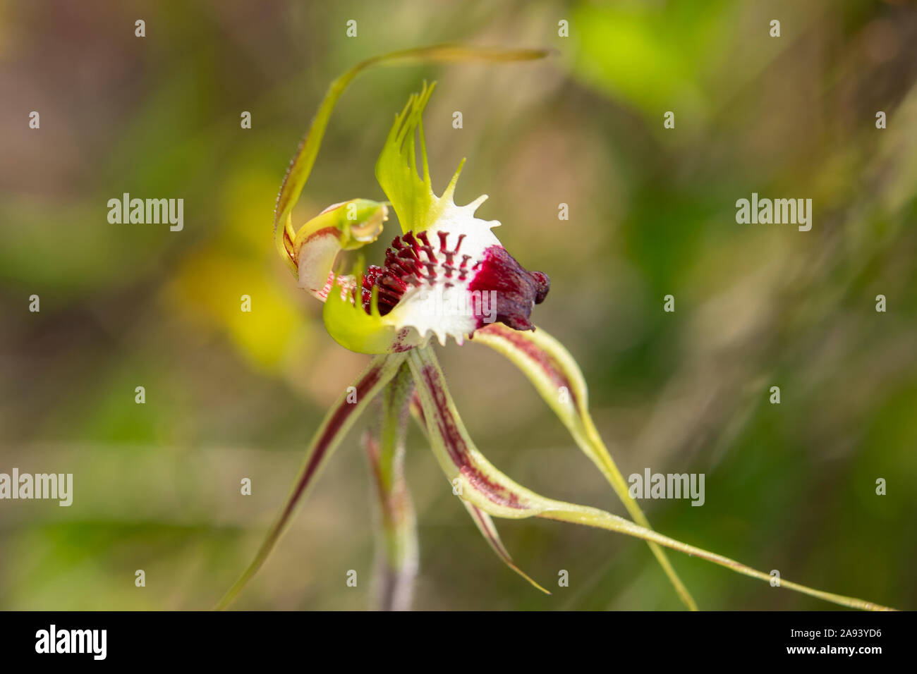 Caladenia diliatata, Grün-kamm Spider - Orchidee Stockfoto