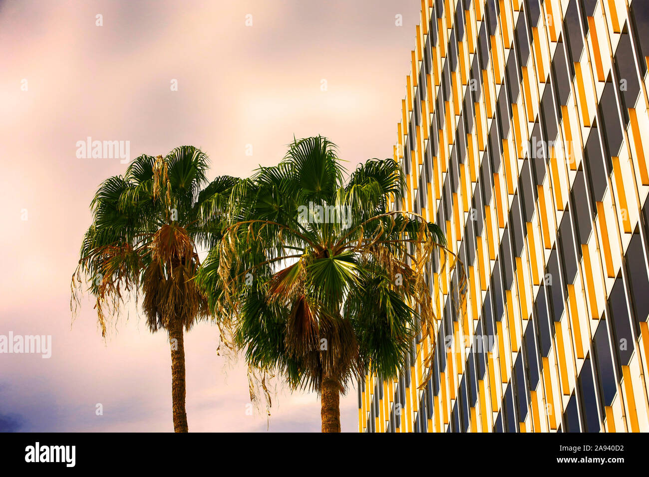 Kalifornien Ventilator Palmen in der Innenstadt von Tucson AZ Stockfoto