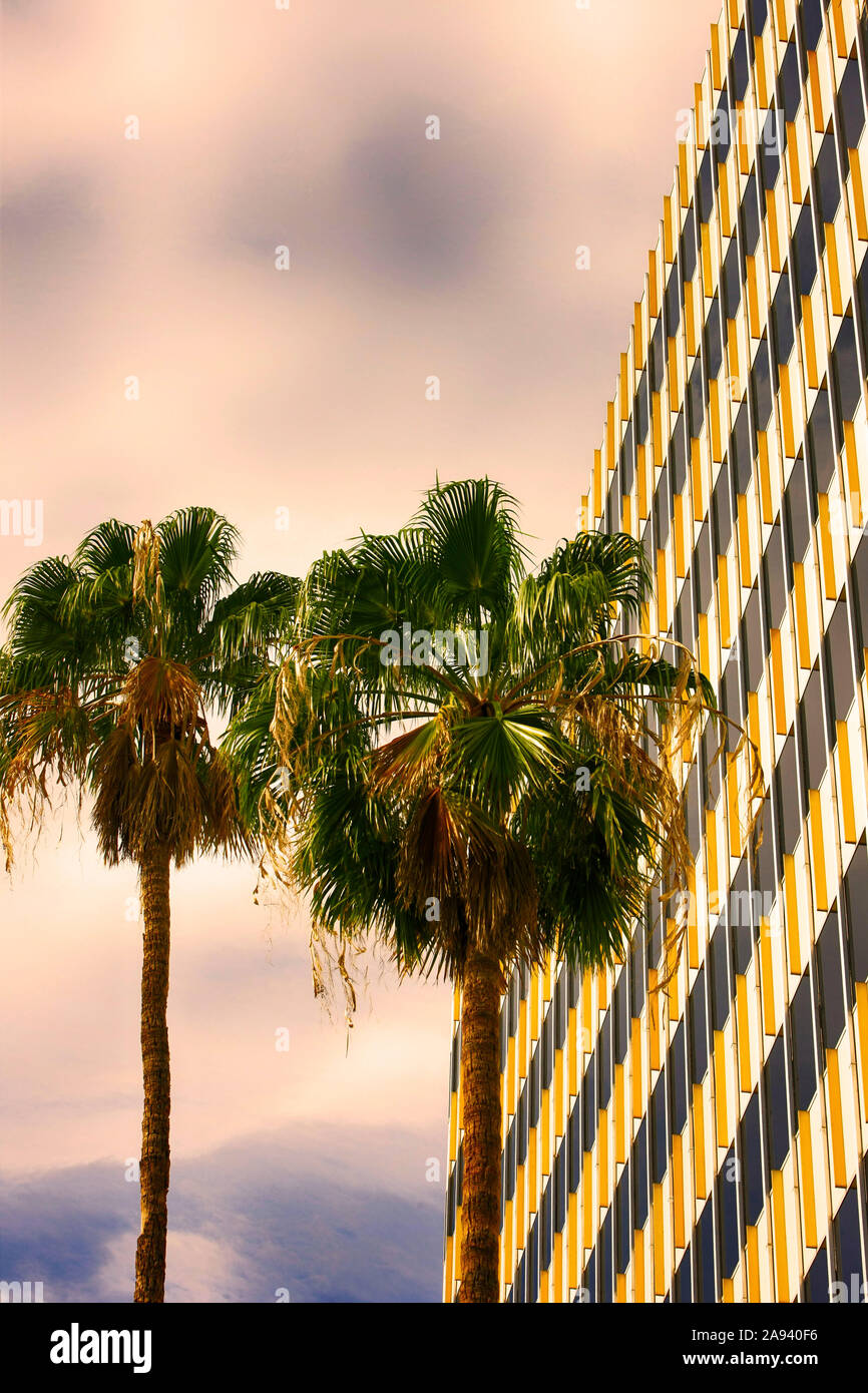 Kalifornien Ventilator Palmen in der Innenstadt von Tucson AZ Stockfoto