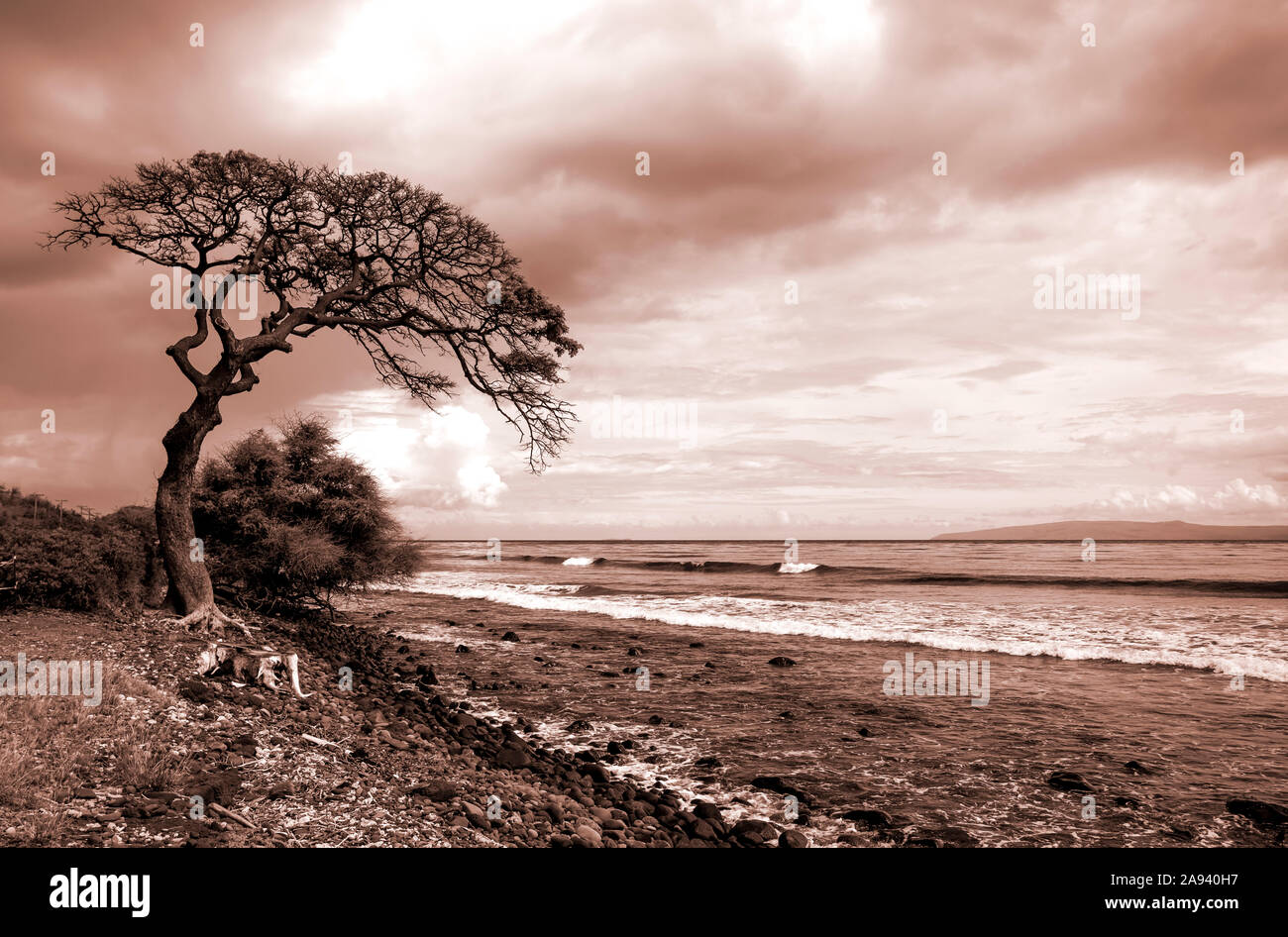 Baum an einem hawaiianischen Strand, Sepia getönte; Maui, Hawaii, Vereinigte Staaten von Amerika Stockfoto