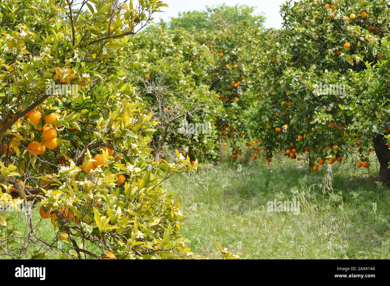 Orangen in einem Feld von Orangenbäumen Stockfoto