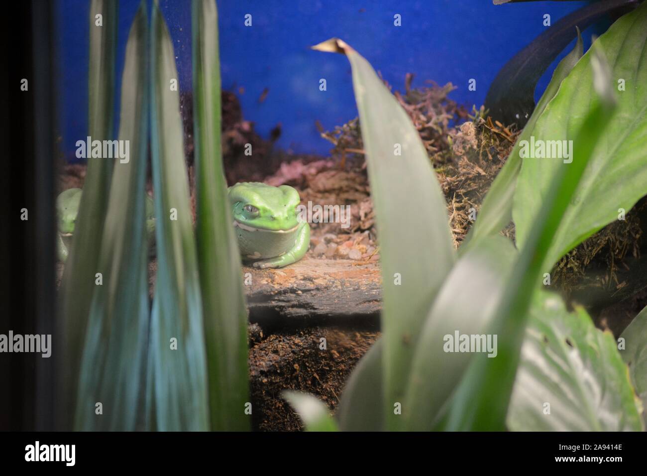 Ein fat Green frog ruhen Stockfoto