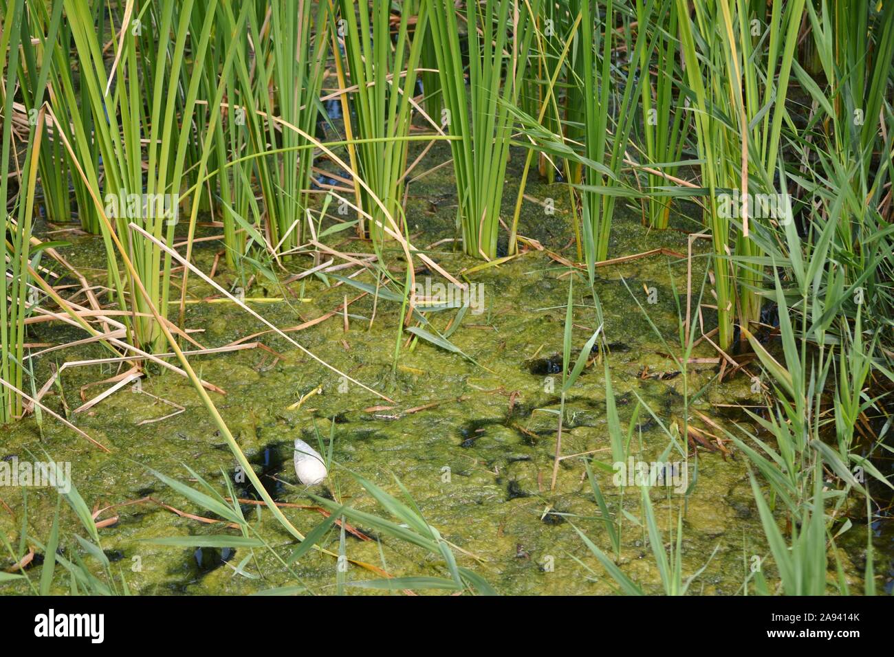 Pflanzen, Algen und Kunststoff im stagnierenden Wasser Stockfoto