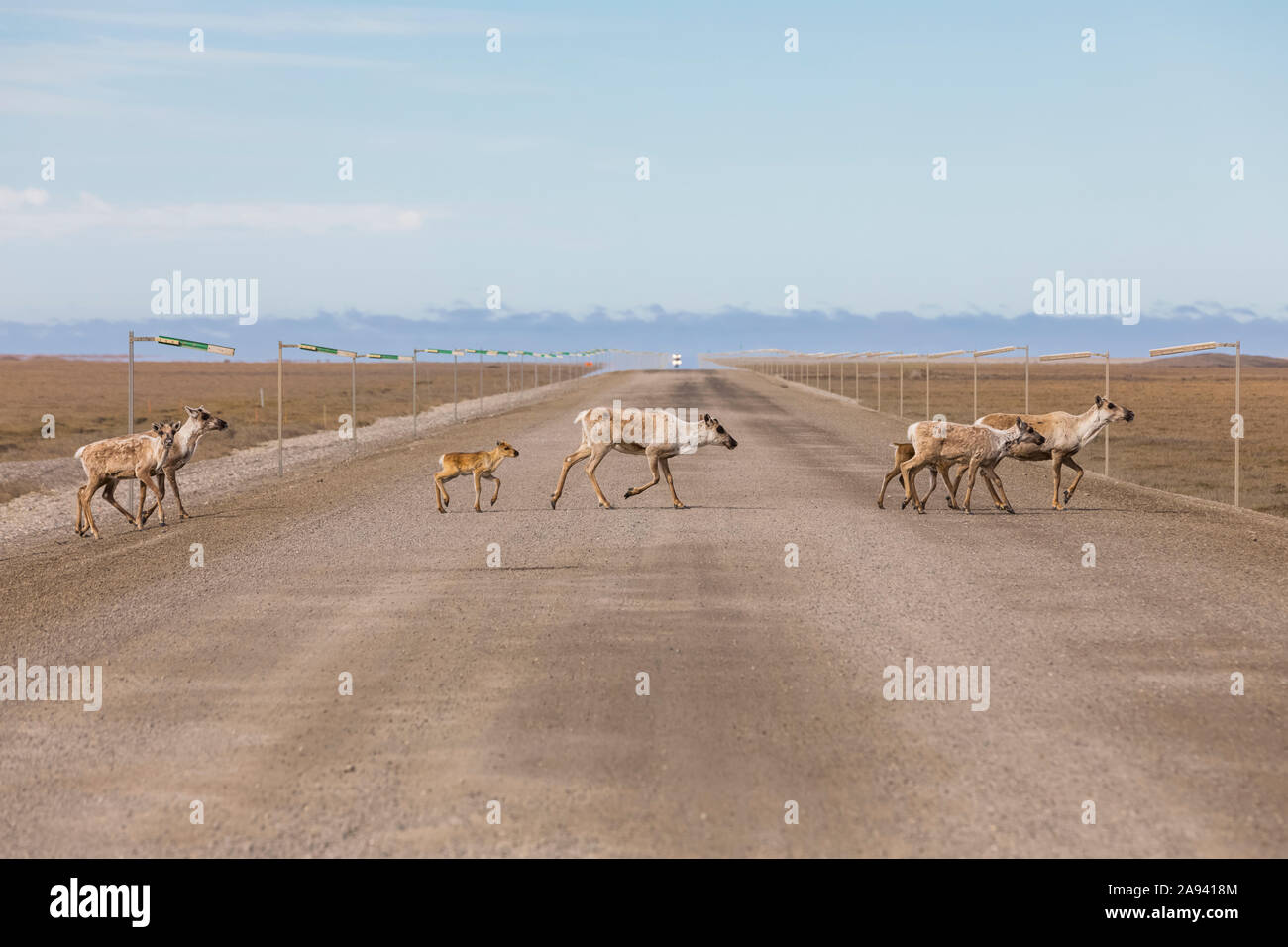 Caribou (Rangifer tarandus) überqueren den Dalton Highway; Alaska, Vereinigte Staaten von Amerika Stockfoto