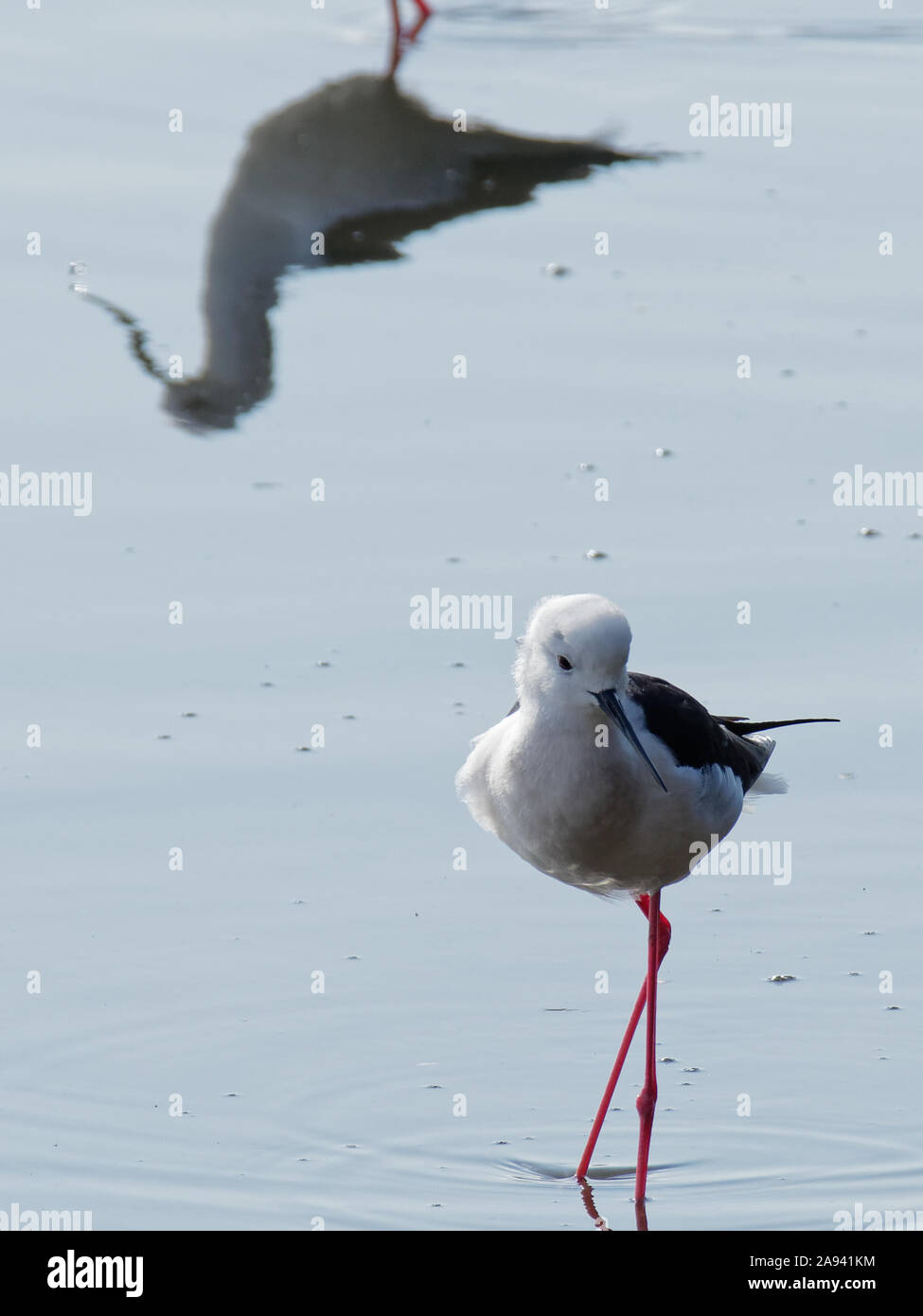 Schwarz - geflügelte Stelzenläufer (Himantopus himantopus) waten in Yatsu - higata Wattflächen in Suzuka, Japan im Frühjahr, neben der Reflexion der anderen. Stockfoto