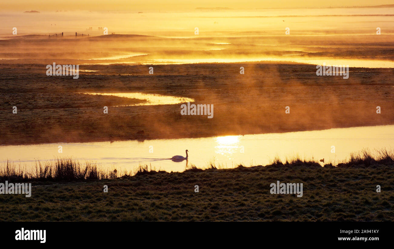 Sonnenaufgang an einem nebligen Morgen im März Elmley, Kent, mit Mute swan Schwimmen und Sonne im Wasser widerspiegelt. Stockfoto