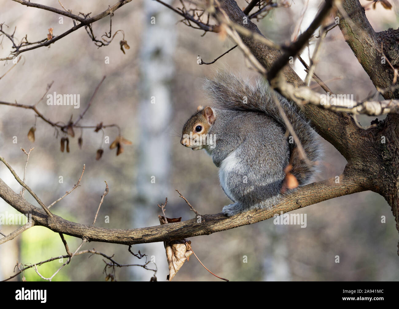 Graue Eichhörnchen (Sciurus carolinensis) auf einem Ast im Winter im King Edward's Memorial Park, London. Stockfoto