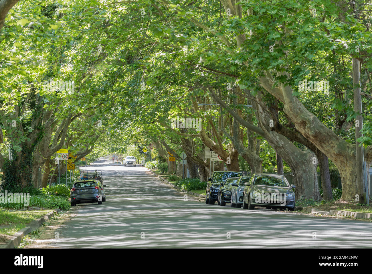 Große Reifen und grünen Eichen bieten eine Kühlung Vordach an einem warmen Frühlingstag über einen breiten Straße im wohlhabenden Vorort von Sydney Wahroonga, Australien Stockfoto