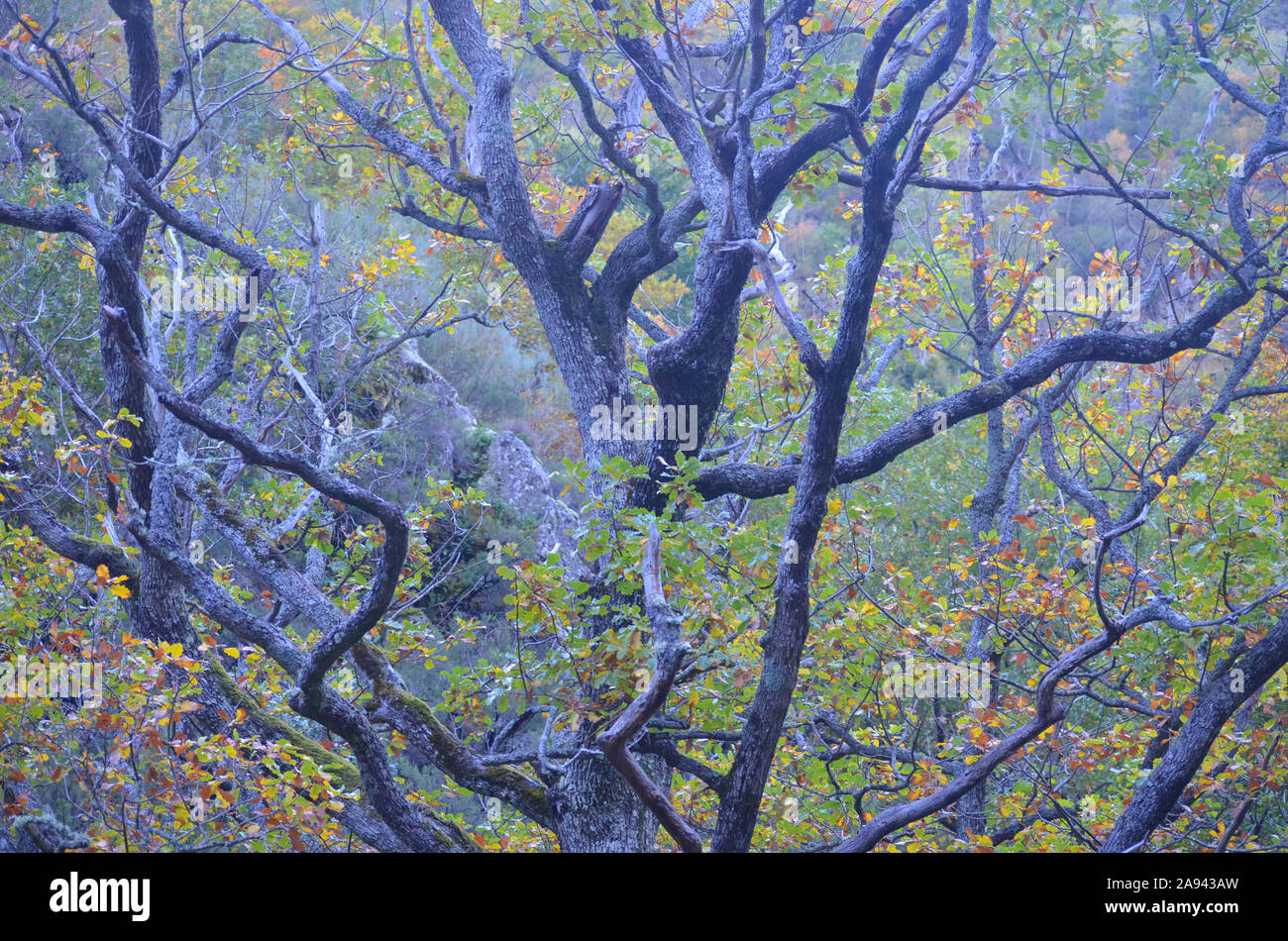 Aidillo Wald Buche, La Rioja, nördlichen Spanien Stockfoto