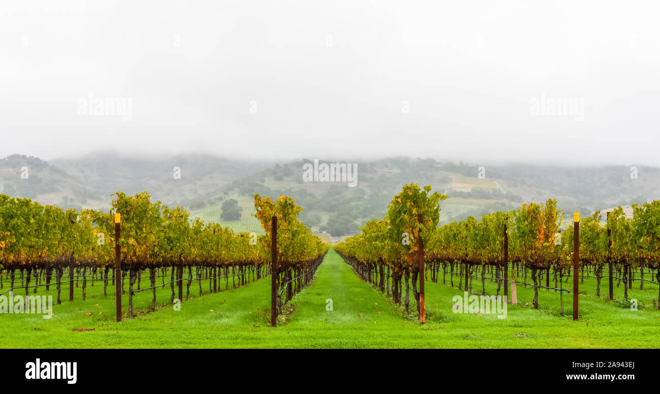 Nebel über einem Weinberg, Napa Valley; Kalifornien, Vereinigte Staaten von Amerika Stockfoto