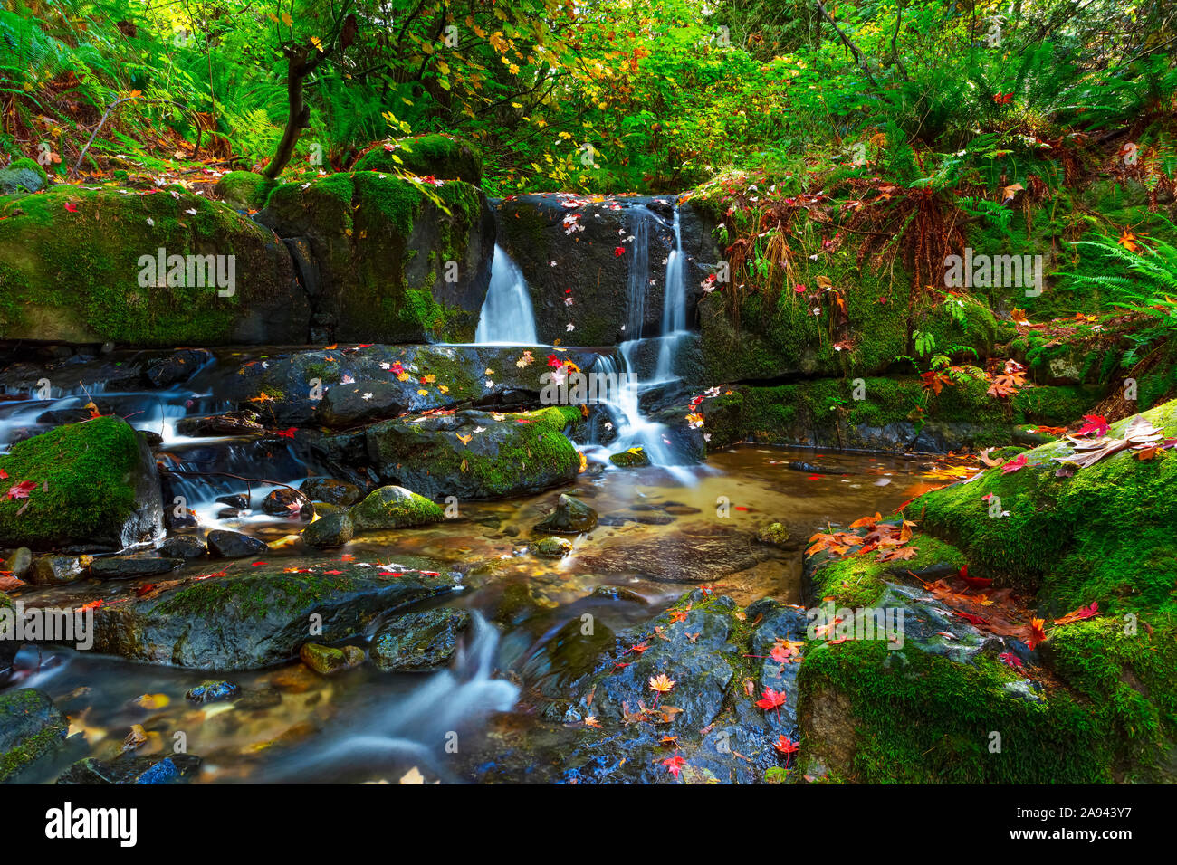 Wasserfälle in Anderson Creek mit üppigem Laub; Maple Ridge, British Columbia, Kanada Stockfoto