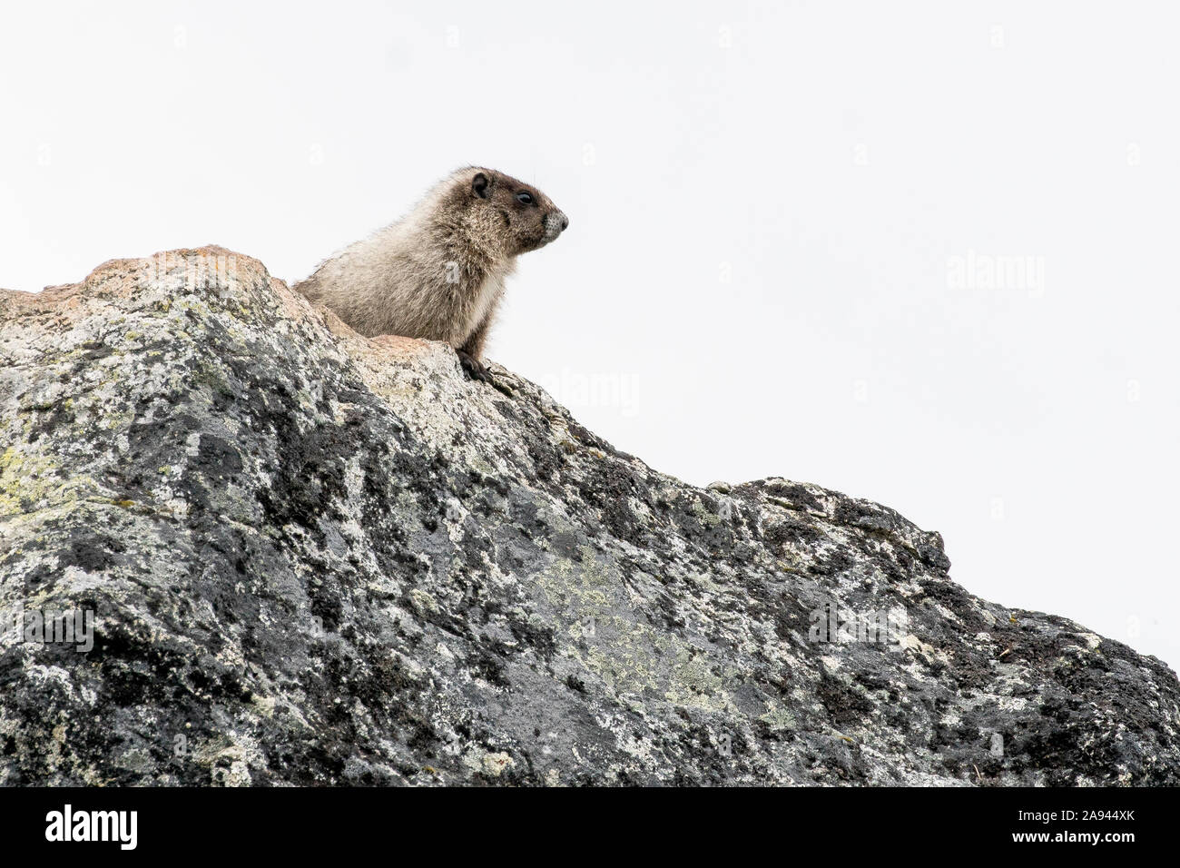 Ein Murmeltier steht auf einem Felsen in einer alpinen Wiese an einem bewölkten Sommertag in den Coast Mountains von BC. Stockfoto