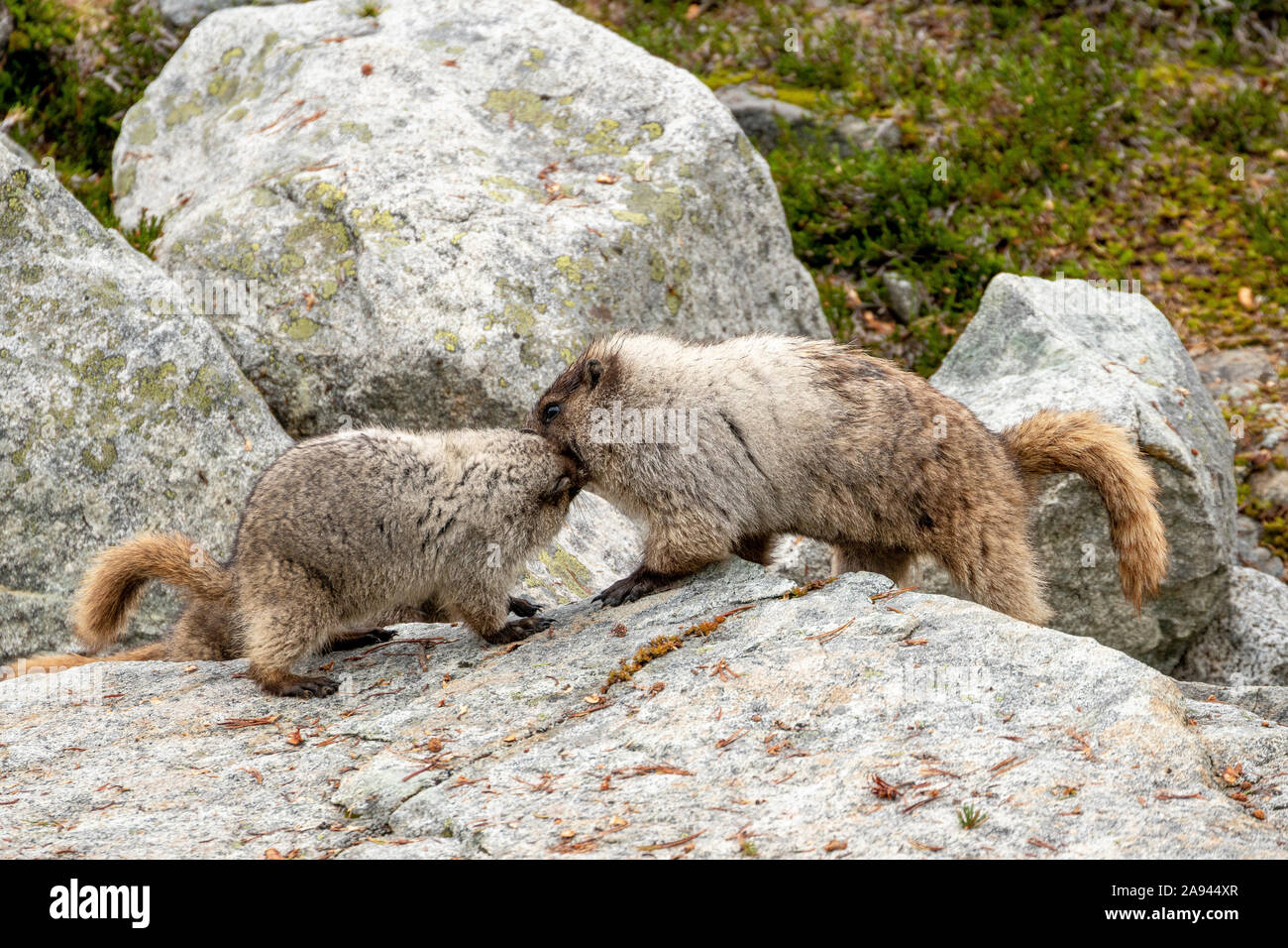 Zwei Murmeltiere interagieren auf einem Felsen in einer alpinen Wiese an einem bewölkten Sommertag in den Coast Mountains von BC. Stockfoto