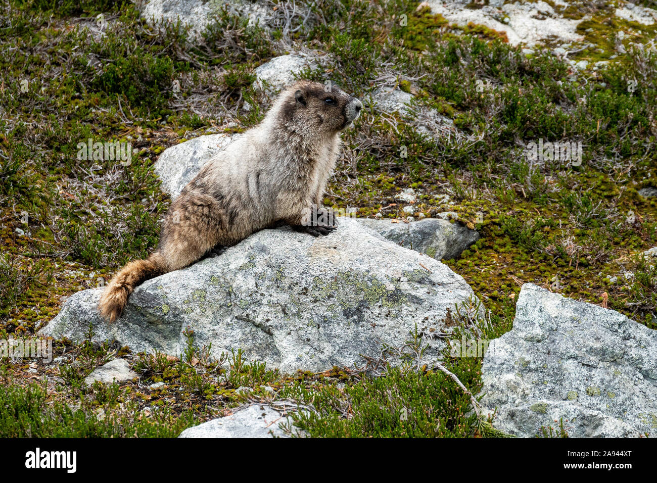 Ein Murmeltier steht auf einem Felsen in einer alpinen Wiese an einem bewölkten Sommertag in den Coast Mountains von BC. Stockfoto