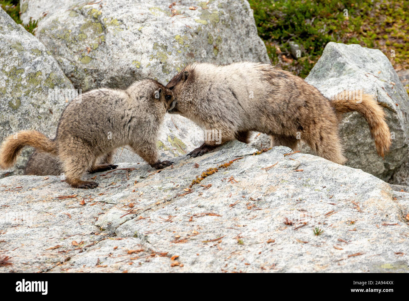 Zwei Murmeltiere interagieren auf einem Felsen in einer alpinen Wiese an einem bewölkten Sommertag in den Coast Mountains von BC. Stockfoto