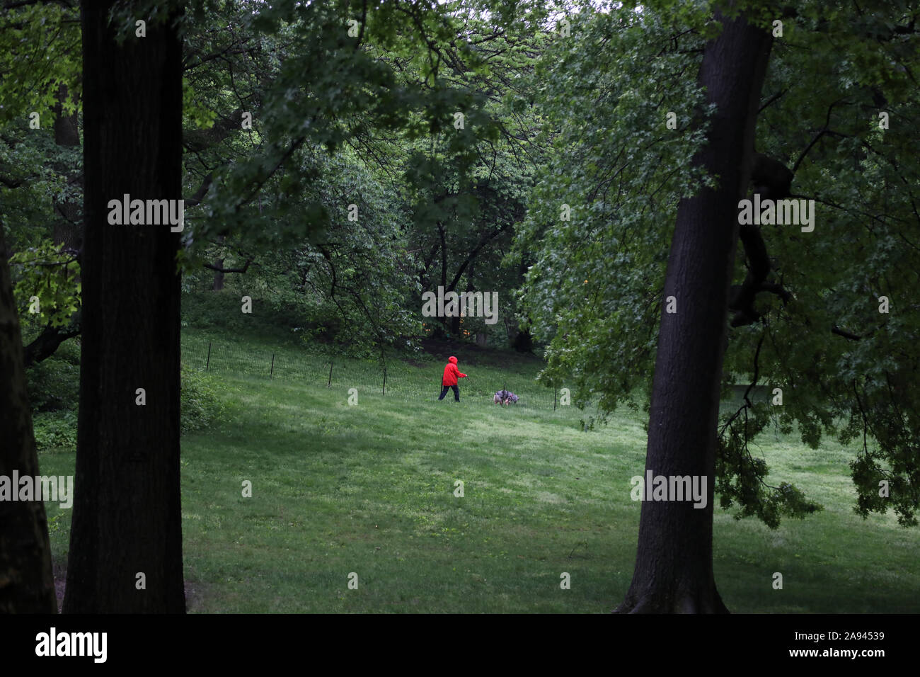 Frau das Tragen der roten Jacke Spaziergänge mit ihrem Hund in das Grün des Central Park Stockfoto