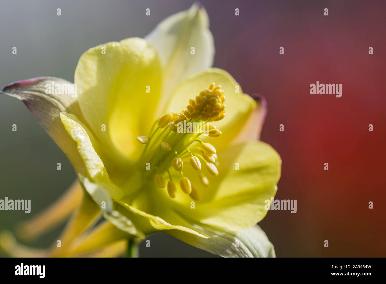 Eine intime Säulenblume (Aquilegia) verbreitet ihre Antheren in einem Blumengarten von Oregon; Astoria, Oregon, Vereinigte Staaten von Amerika Stockfoto