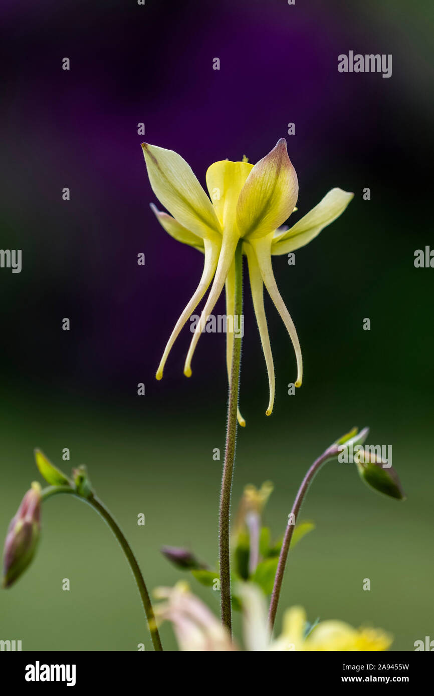 In einem Blumengarten von Oregon ragt eine gelbe Kolumbine (Aquilegia) hervor; Astoria, Oregon, Vereinigte Staaten von Amerika Stockfoto