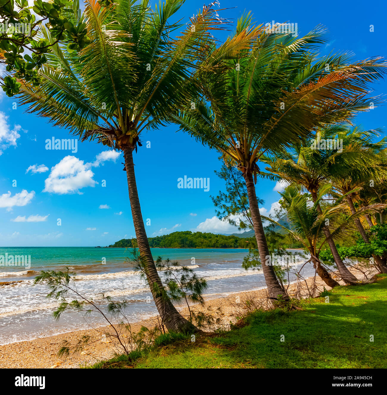 Tropische Küste Australiens mit Palmen, Sand und türkisfarbenem Wasser; Australien Stockfoto