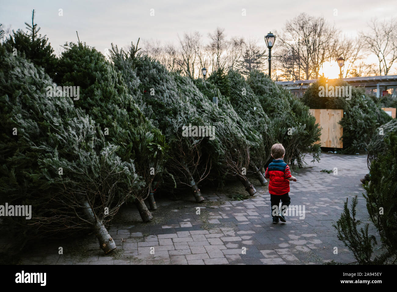 Ein Junge Spaziergänge durch eine Reihe von Weihnachtsbäumen. Stockfoto
