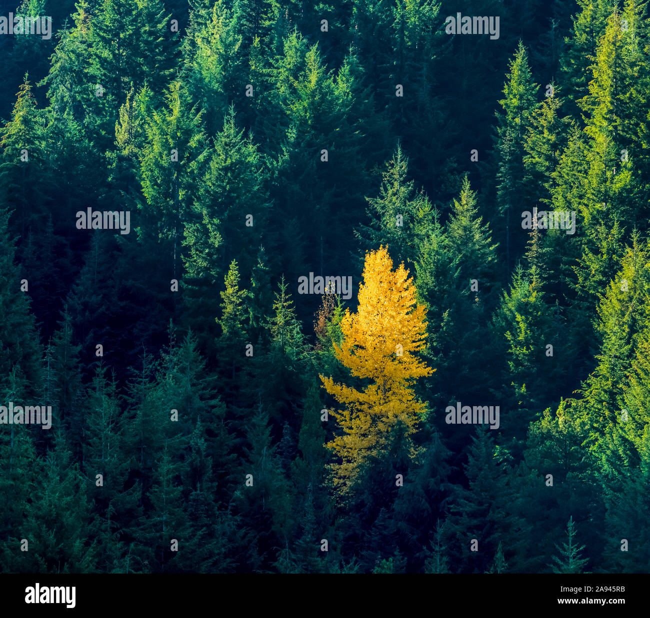 Ein eineinziger goldener Baum in einem Wald von immergrünen, Okanagan Valley; British Columbia, Kanada Stockfoto