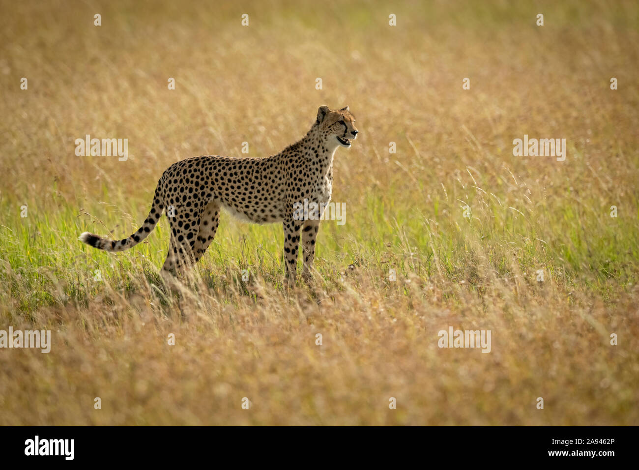 Gepard (Acinonyx jubatus) steht im Profil im langen Gras, Serengeti unter Leinwand, Serengeti Nationalpark; Tansania Stockfoto