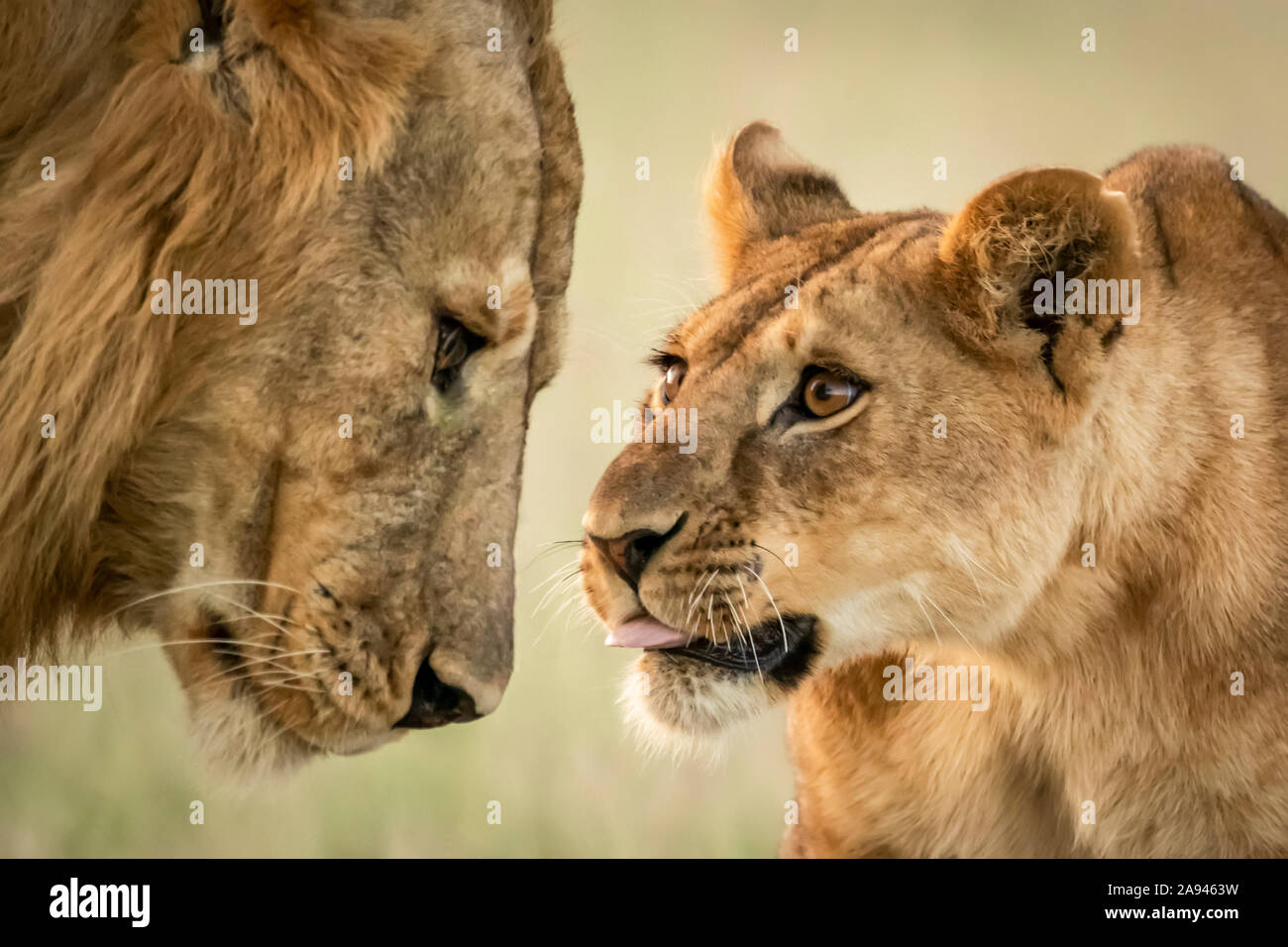 Nahaufnahme des Jungen, das bis zum Nückellöwen (Panthera leo) reicht, Grumeti Serengeti Zeltlager, Serengeti Nationalpark; Tansania Stockfoto