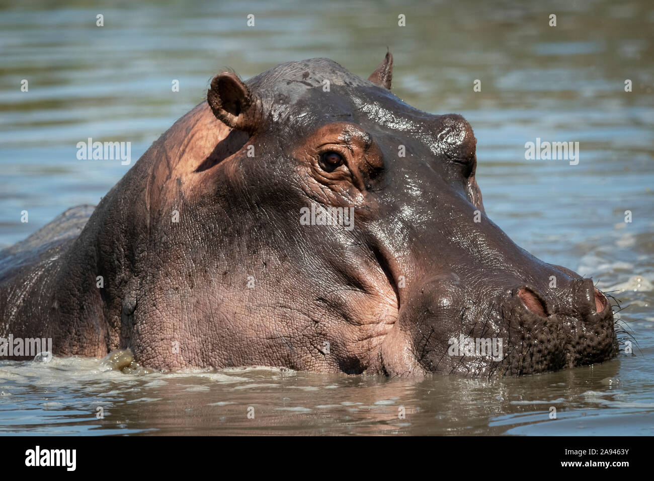 Nahaufnahme von Nilpferd (Hippopotamus amphibius) in Flussbeobachtungskamera, Grummet Serengeti Tented Camp, Serengeti Nationalpark; Tansania Stockfoto