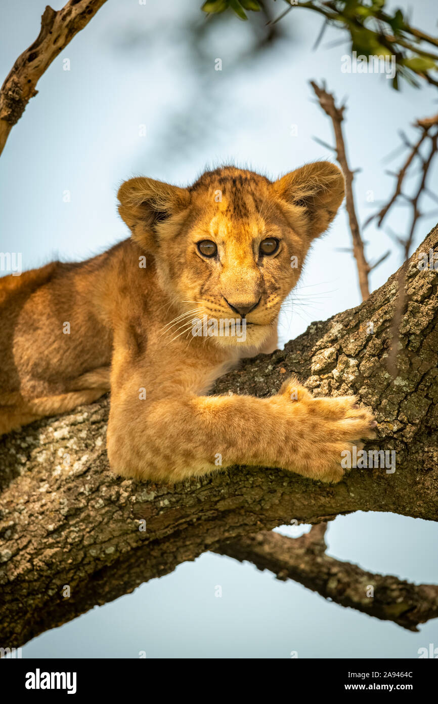 Nahaufnahme eines Löwenjungen (Panthera leo) in Flechten-bedeckten Baum, Grumeti Serengeti Zelt Camp, Serengeti Nationalpark; Tansania Stockfoto