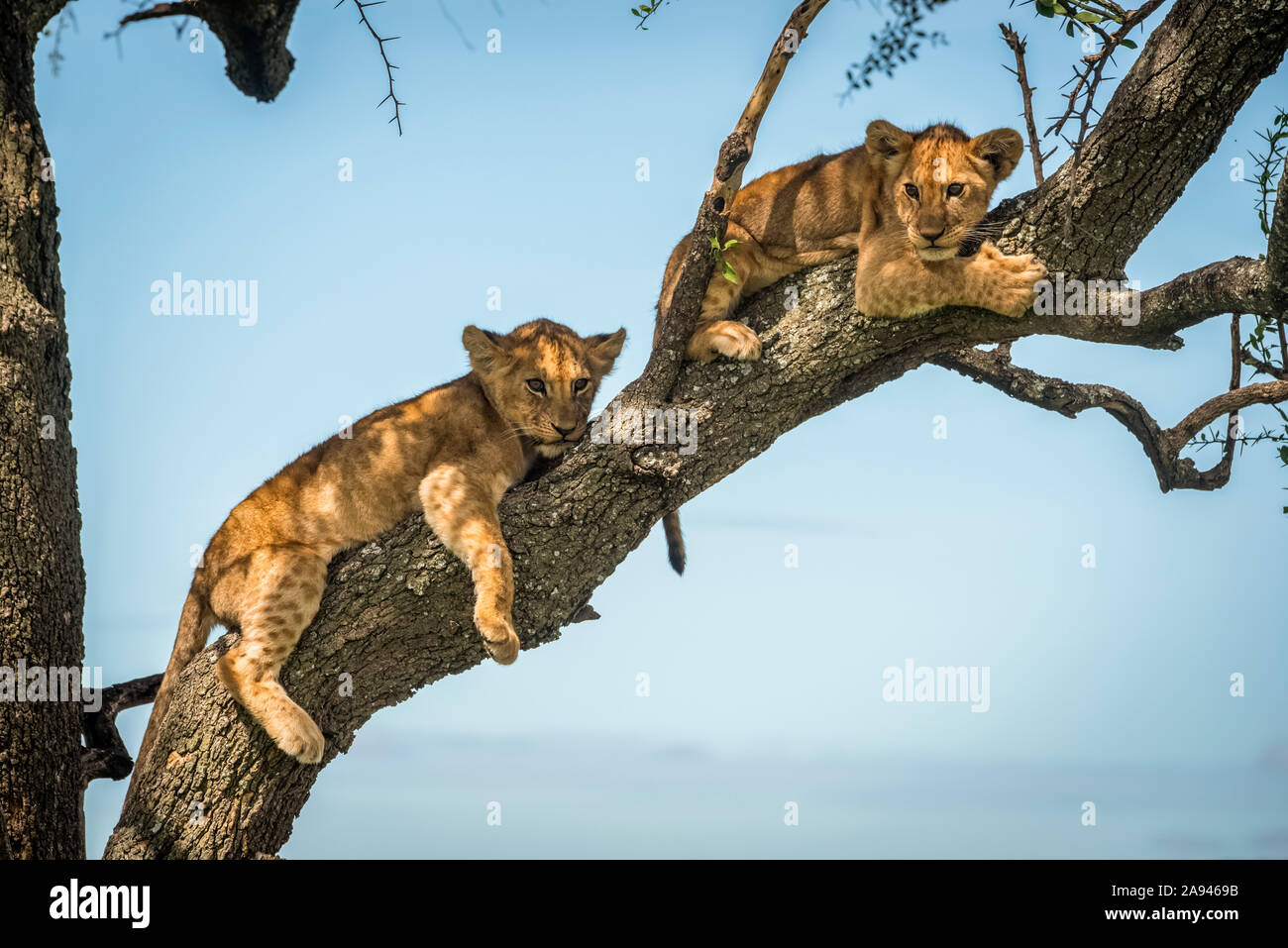 Zwei Löwenjungen (Panthera leo) liegen auf einem Ast, Grumeti Serengeti Zelt Camp, Serengeti Nationalpark; Tansania Stockfoto