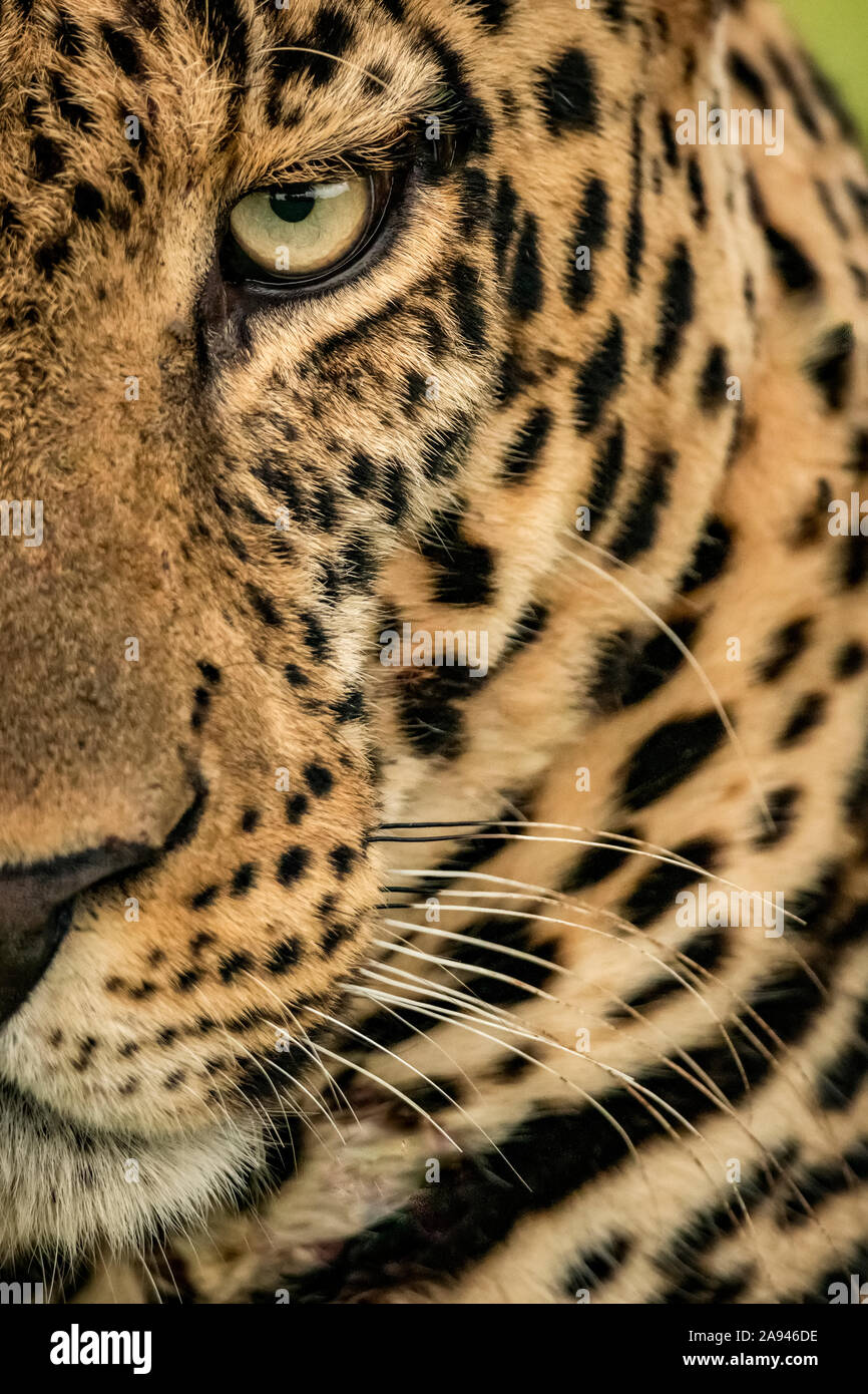Extreme Nahaufnahme eines männlichen Leoparden (Panthera pardus), der auf die Kamera starrt. Es hat einen braunen, gepunkteten Mantel, Whisker und ein grünes Auge, Cottars 1920er ... Stockfoto