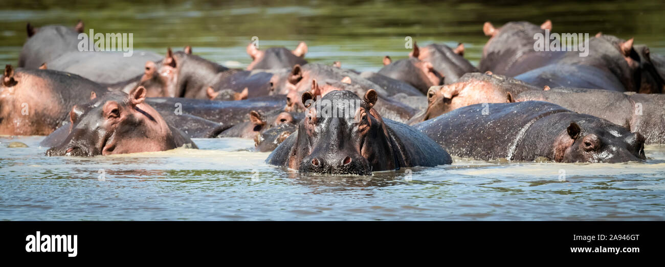 Panorama des Nilpferdes (Hippopotamus amphibius) im ruhigen Fluss, Grumeti Serengeti Zelt Camp, Serengeti Nationalpark; Tansania Stockfoto
