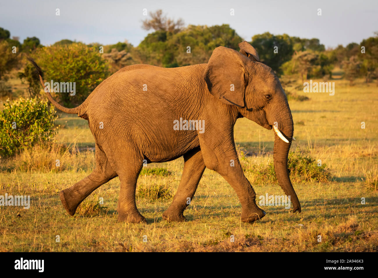 Afrikanischer Buschelefant (Loxodonta africana) läuft durch sonnenbeschienenes Gras, Cottars Safari Camp 1920s, Maasai Mara National Reserve; Kenia Stockfoto