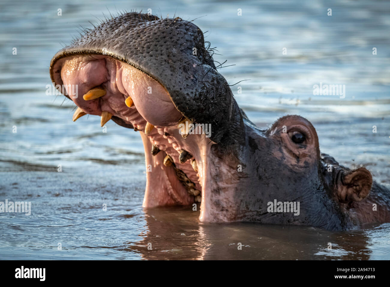 Nahaufnahme des Flusspferds (Hippopotamus amphibius), das sich im Fluss öffnet, Grumeti Serengeti Zeltlager, Serengeti Nationalpark; Tansania Stockfoto