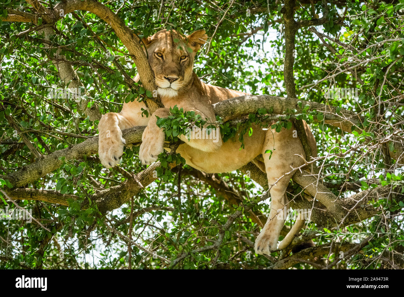 Nahaufnahme der Löwin (Panthera leo) im Baum mit Blick nach unten, Grumeti Serengeti Zelt Camp, Serengeti Nationalpark; Tansania Stockfoto