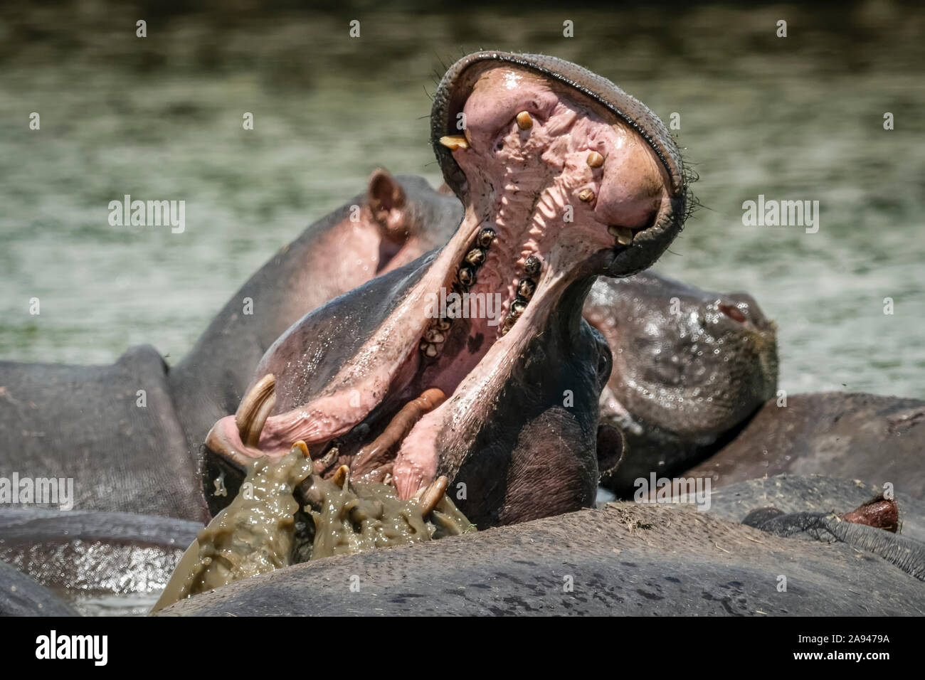 Hippo (Hippopotamus amphibius) öffnet Mund von anderen im Fluss, Grumeti Serengeti Zelt Camp, Serengeti Nationalpark; Tansania Stockfoto