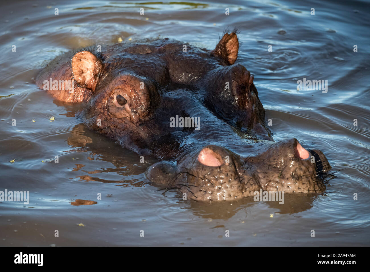 Hippo (Hippopotamus amphibius) mit nur Kopf über schlammigem Wasser, Grumeti Serengeti Zelt Camp, Serengeti Nationalpark; Tansania Stockfoto