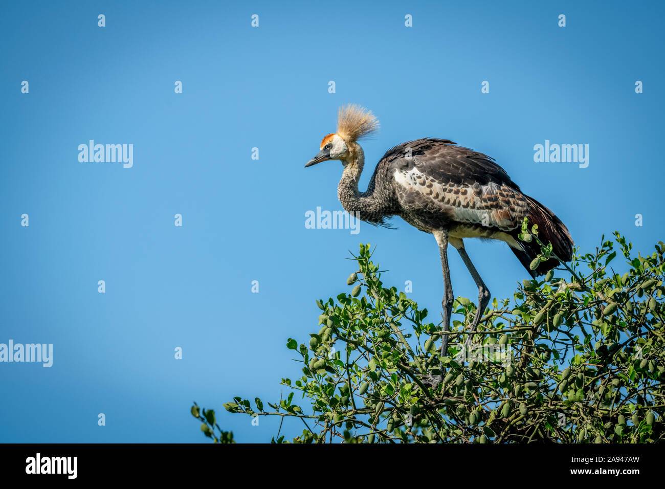 Unreifer grauer Kranich (Balearica regulorum) im Laubbaum, Grumeti Serengeti Zeltlager, Serengeti Nationalpark; Tansania Stockfoto