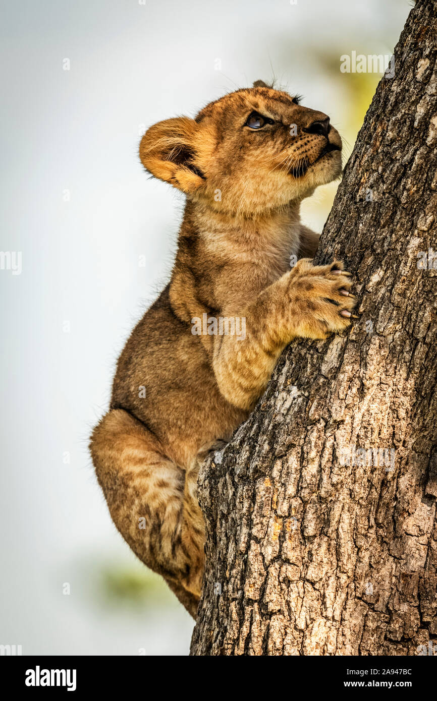 Löwenjunge (Panthera leo) hält Baumstamm hoch, Grumeti Serengeti Zelt Camp, Serengeti Nationalpark; Tansania Stockfoto