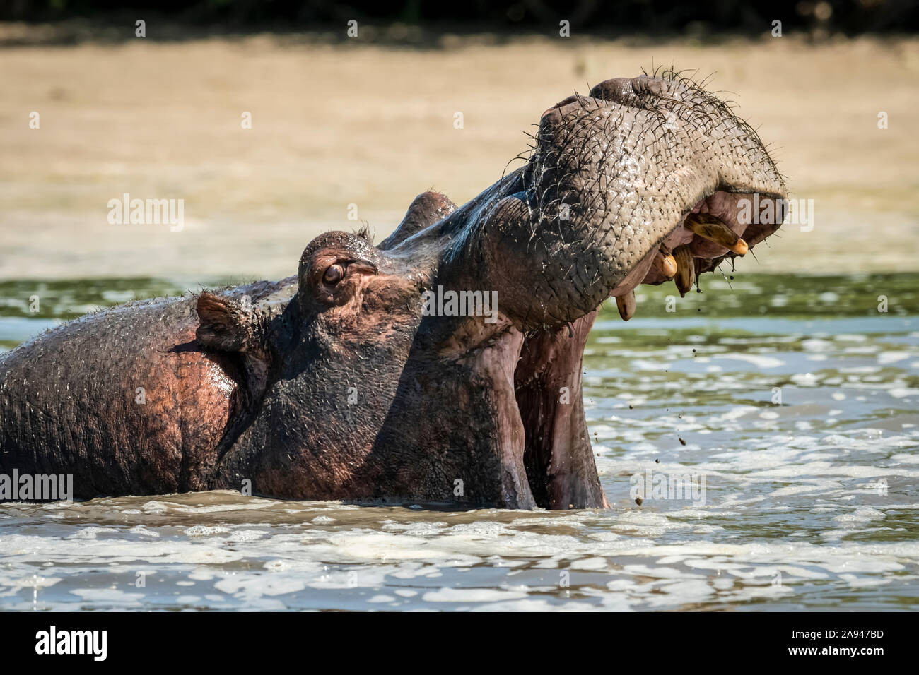 Hippo (Hippopotamus amphibius) öffnet die Mündung in schäumendes Flusswasser, Grumeti Serengeti Zelt Camp, Serengeti Nationalpark; Tansania Stockfoto