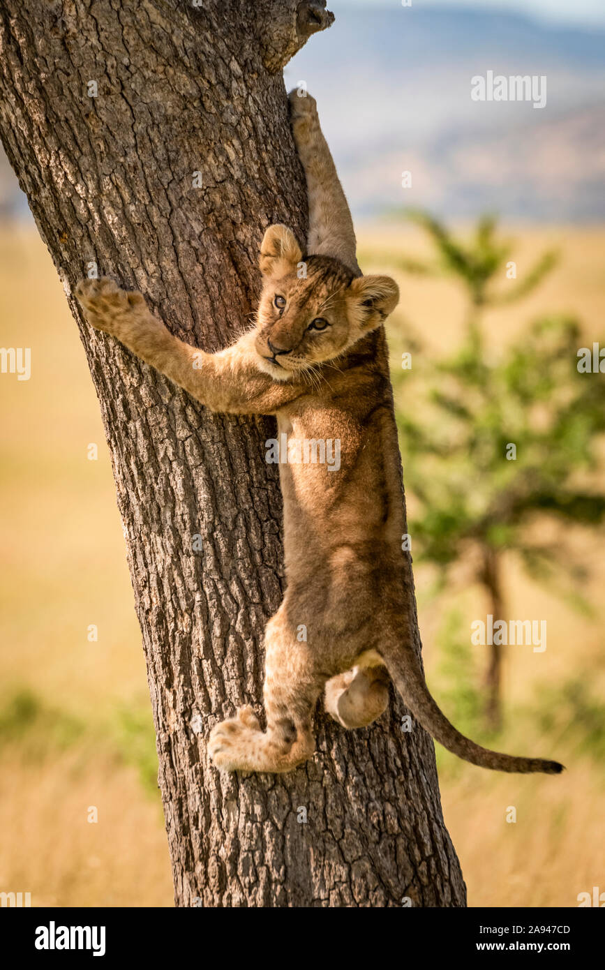 Löwenjunge (Panthera leo) blickt zurück auf den Baumstamm, Grumeti Serengeti Zelt Camp, Serengeti Nationalpark; Tansania Stockfoto
