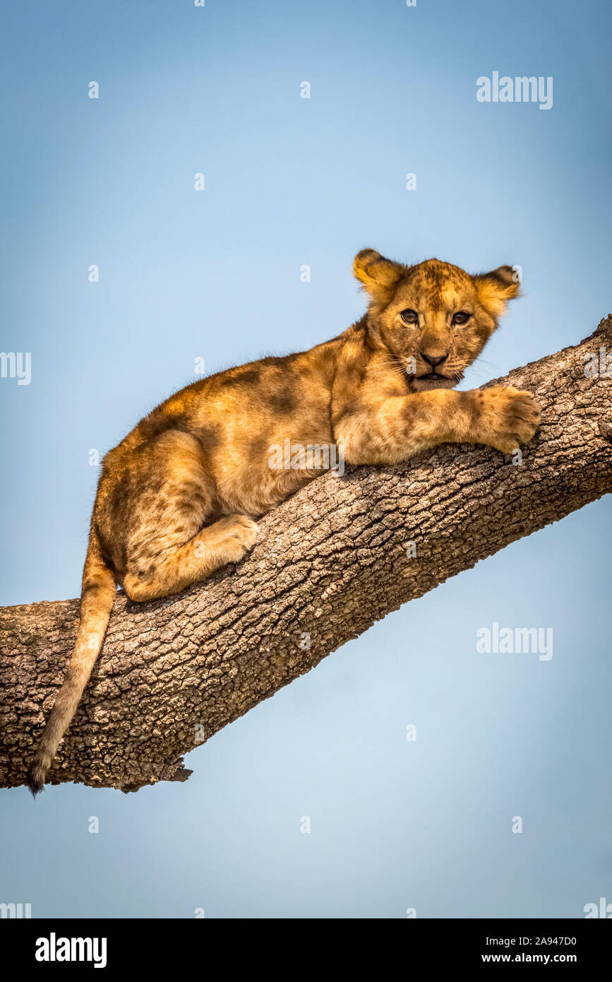 Löwenjunge (Panthera leo) Augen Kamera auf Zweig liegend, Grumeti Serengeti Zelt Camp, Serengeti Nationalpark; Tansania Stockfoto