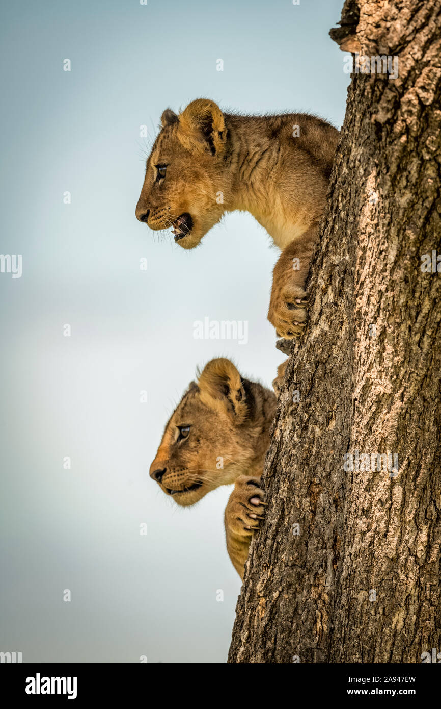Löwenjungen (Panthera leo) blicken vom Baumstamm, Grumeti Serengeti Zelt Camp, Serengeti Nationalpark; Tansania Stockfoto