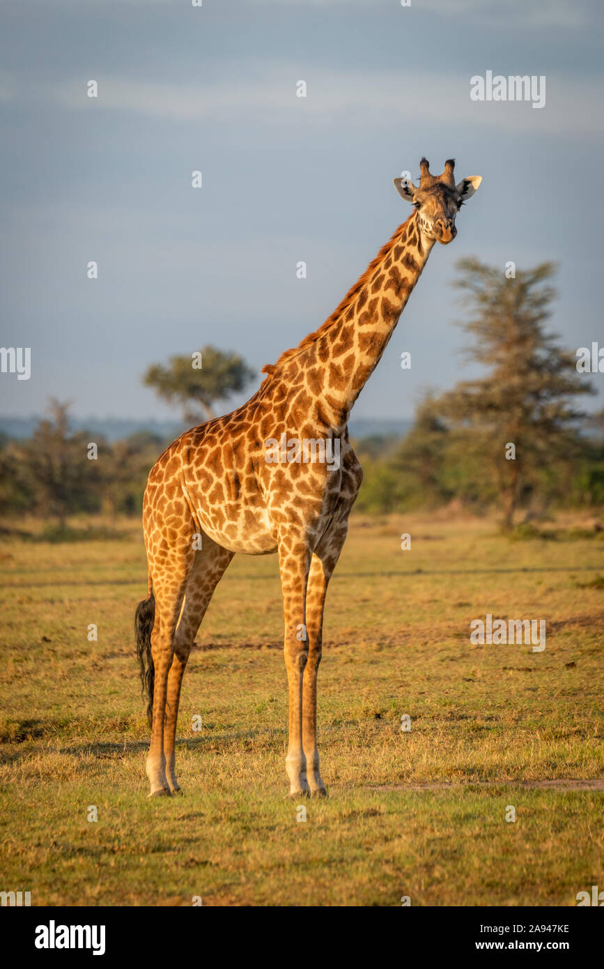 Masai Giraffe (Giraffa camelopardalis tippelskirchii) steht starrend in goldener Stunde, Cottars Safari Camp 1920s, Maasai Mara National Reserve; Kenia Stockfoto